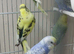 Budgies in London
