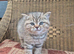 STUNNING BRITISH SHORTHAIR BOYS