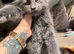 Maine Coon. Blue Smoke.