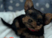 Miniature Yorkshire terrier