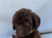Exceptional F1 Chocolate Cockapoo Puppies
