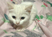 Ragdoll x raggie bsh pure white stunning laid back girl Ready now
