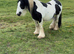 10 yr old very heavy black and white mare from exceptional bloodlines