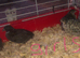 SEXED QUAILS/CHINESE PAINTED BUTTONS !