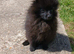 Pomeranian blue female puppy
