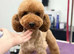 Cavapoo puppies - READY NOW!
