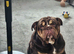 Stunning 14 month old british bull dog