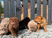 4 males 1female sharpies 8 weeks old ready now £995