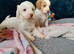 Gorgeous Cockapoo pups