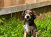 Beautiful KC registered puppies