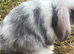12 week old mini lop doe