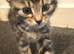 2 beautiful fluffy kittens
