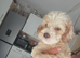 Cockapoos