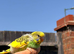Beautiful Hand-Reared Baby Budgies &mdash; Various Colours Available
