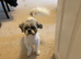 2 Years Old Male Shih Tzu Vet Checked