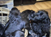 Black Cocker spaniel puppies kc reg parents.