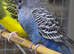 Budgies