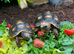 Baby red foot tortoises 2 available