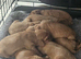 Cocker spaniel pups