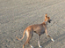 Saluki whippet greyhound