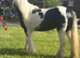3 year old filly clam in all ways