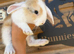 Stunning Mini lop babies available