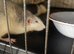 2 female young rats with cage