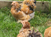 Pekin Bantam Pullets