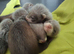 Ferrets reasy now all types colors beautiful