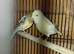 Canaries  x2