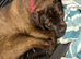 Beautiful 8 month old female