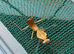 Subadult pair of Timor shield mantis plus other inverts