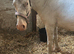 Lovely appy x Welsh gelding