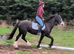 14.2h 13yr old second pony