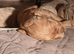 Goldendoodle puppies for sale