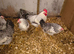 Polbar - autosexing chicken from Poland