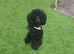 Gorgeous Mini Poodle