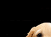 Golden retriever x ess