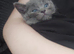 Gorgeous blue male bsh Cross kitten needs a home