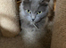 British long hair mix kittens