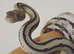 Taiwan beauty snake and trans pecos rat snske