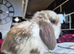 Two Baby Tri mini lops available
