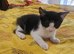Male kitten for rehoming