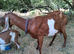 Registered Anglo Nubian Nanny for Sale