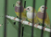 Yellow gouldians