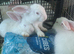 New zealand rabbits for sale