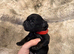 Frenchie cross cockapoo puppies.