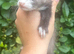 Half Micro Angora Kits – Ready for Their New Homes!