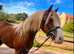 !12.2hh QUALITY 3yr SEC C FILLY!
