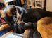 Beautiful German sheppard pups